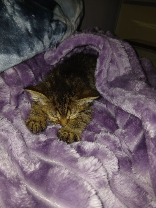 Отдам котёнка лапочку, в хорошие руки.