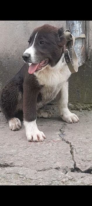 Породные щенки алабая