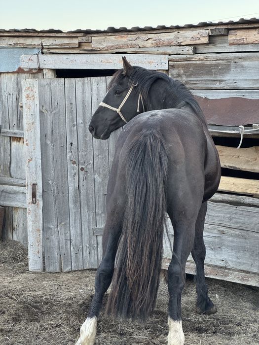 Продам айгыр жеребец