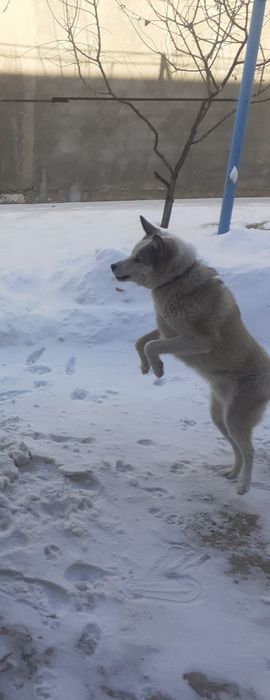 Продается Лайка 5 мес