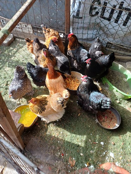 Продам курей домашние