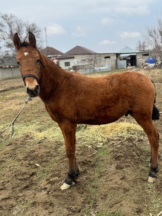 Жаксы ири тайлар сатылады