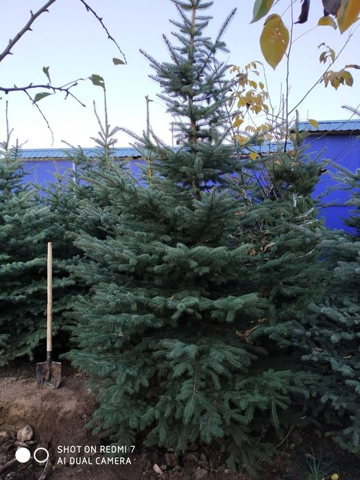 Ёлки России ( ел ) арча