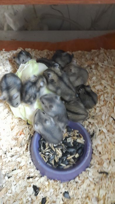 Джунгарских хомячков