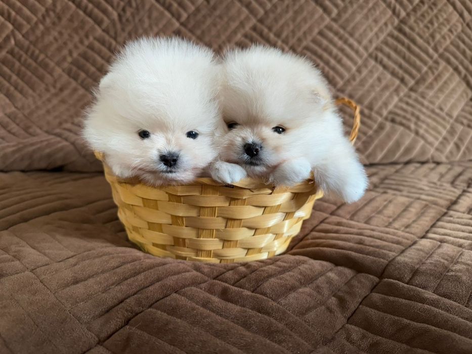 Померанский мини шпиц щенки