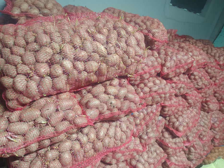 Sămânța de cartofi