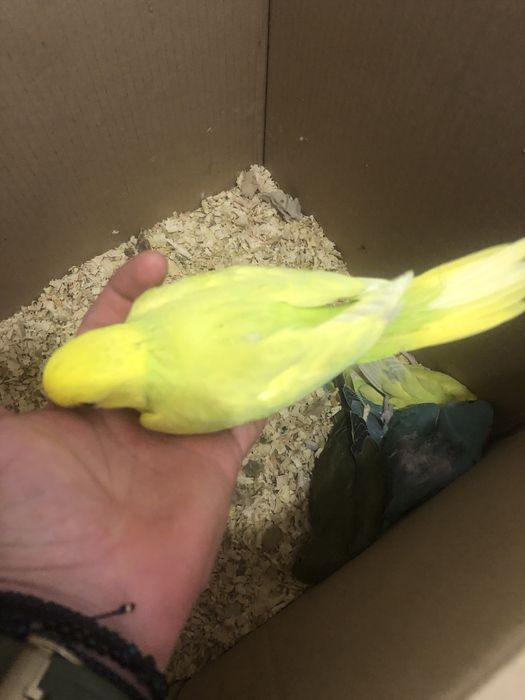 Papagali pui vorbitori de la crescatorie Micul Alexandru Alexander