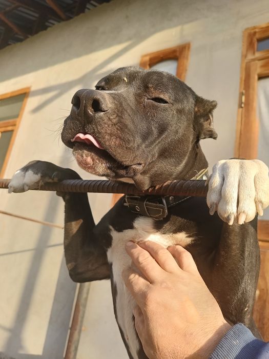 Стафф терер 8 мес