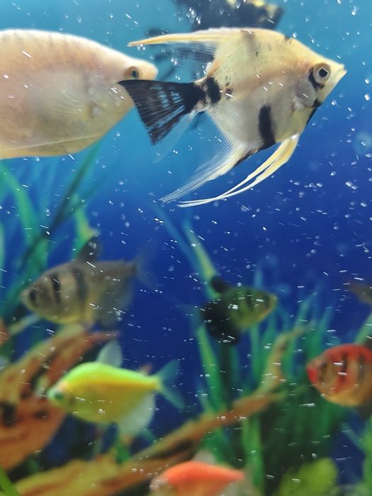 Аквариумные рыбки, молодые ( пол года)