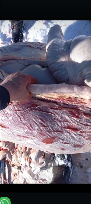 Жылқы бордақы. 5-жасар семіз.