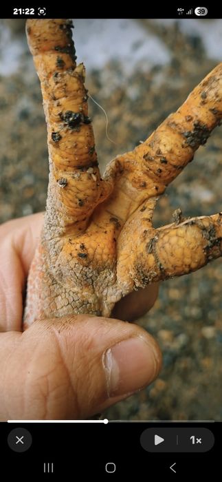 Продам молодого петушка