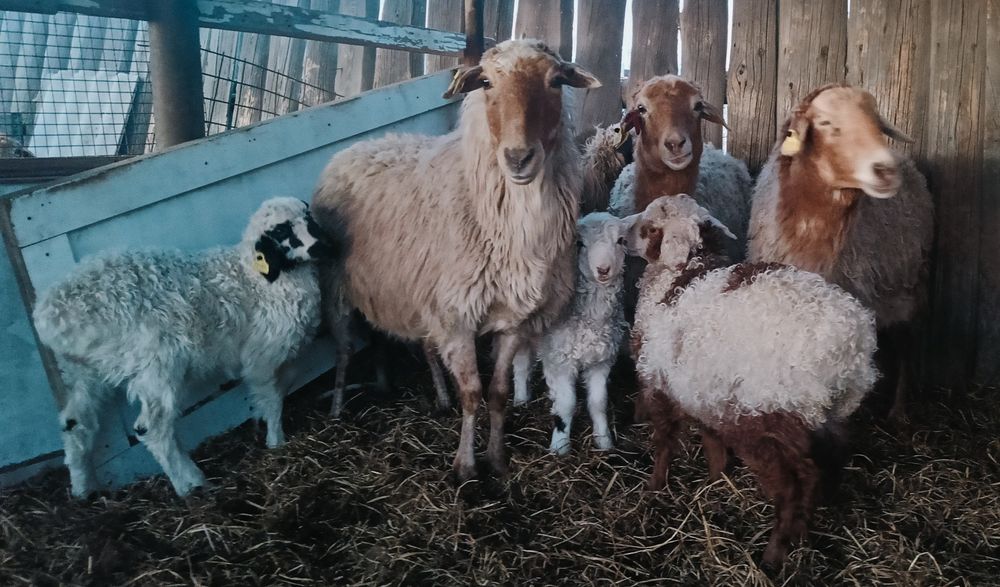 Овцы 4 головы с ягнятами