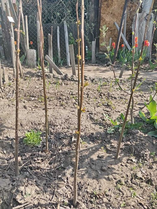 продам саженцы сумаха и катальпы