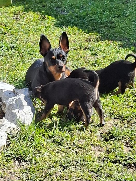 Продавам Кученца Пинчери