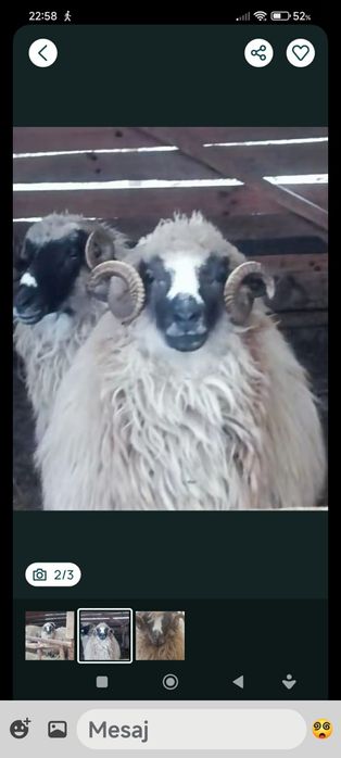 Oaie Breaza de vânzare