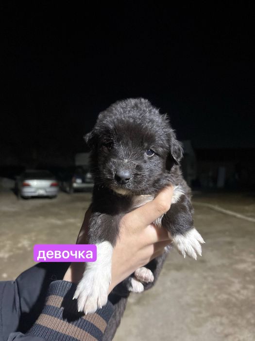 продам щеночков метисов