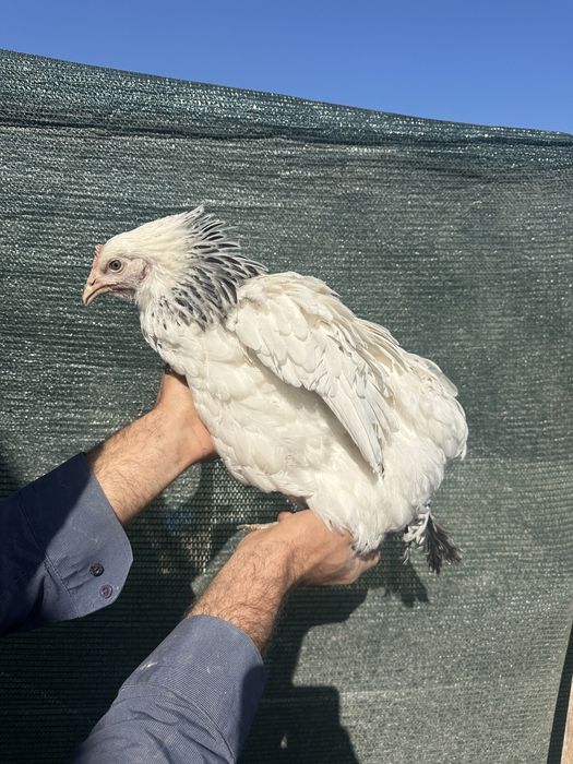 Куры несушки Доминант