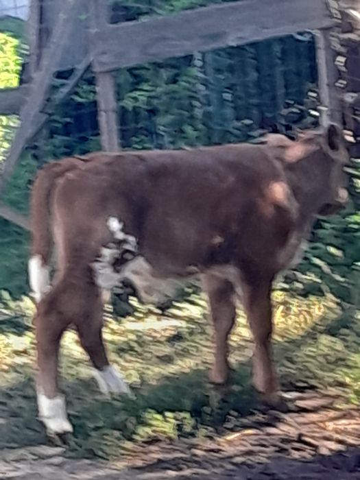 Vițel de carne de vânzare