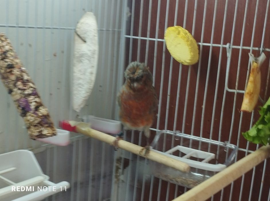 Нар чубатый 11 ойли сайрода