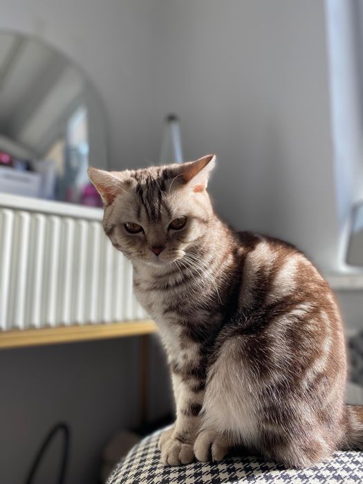 Продается котикк