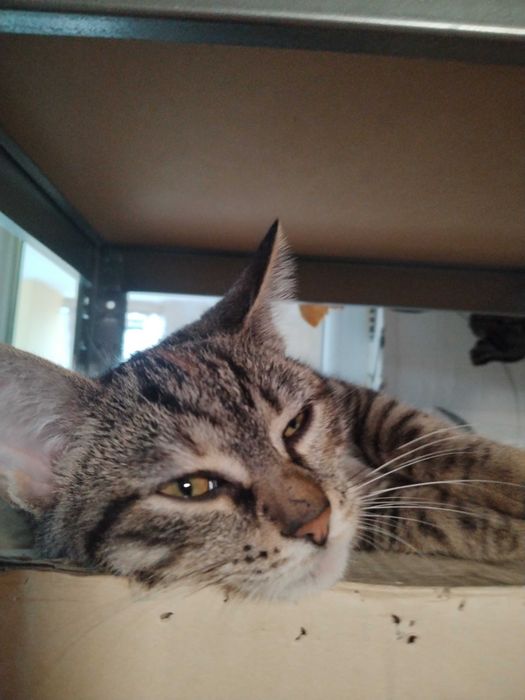 Подарявам много красиви ддомашни котенца, област Варна