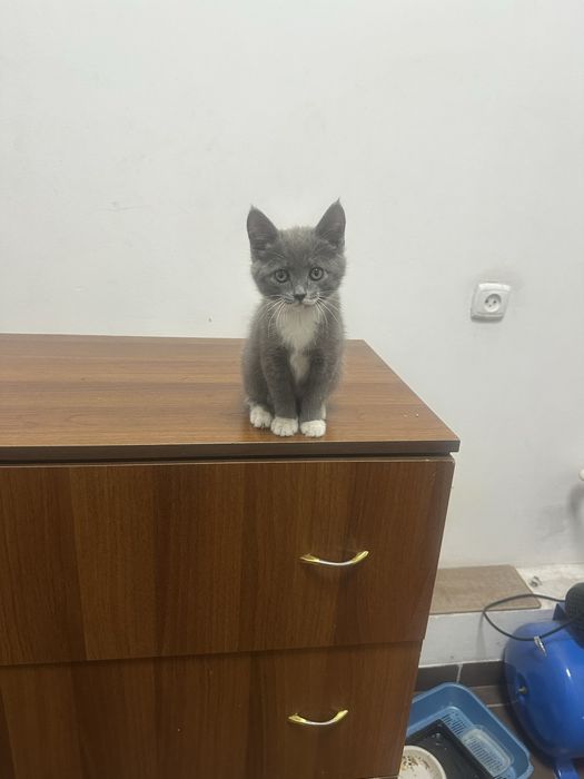 Отдам котенка в хорошие руки