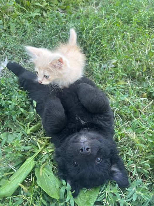 Срочно отдаю в добрые руки