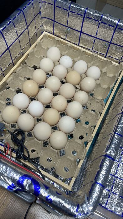 Tuxum uchun Inkubator Avtomat