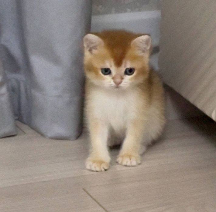 На продаже золотая шиншилла