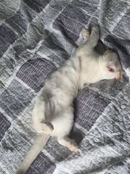 Отдаю кота в хорошие руки