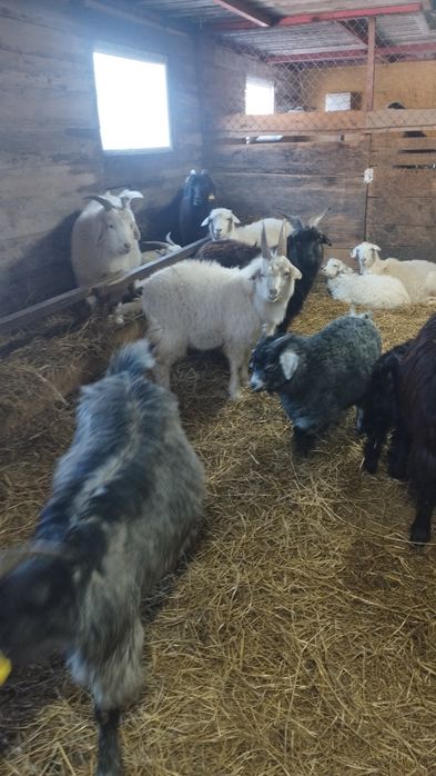 10 ешкі сатылады