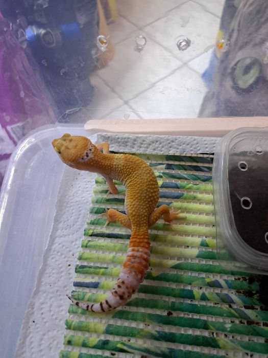 Эублефары в зоомагазине