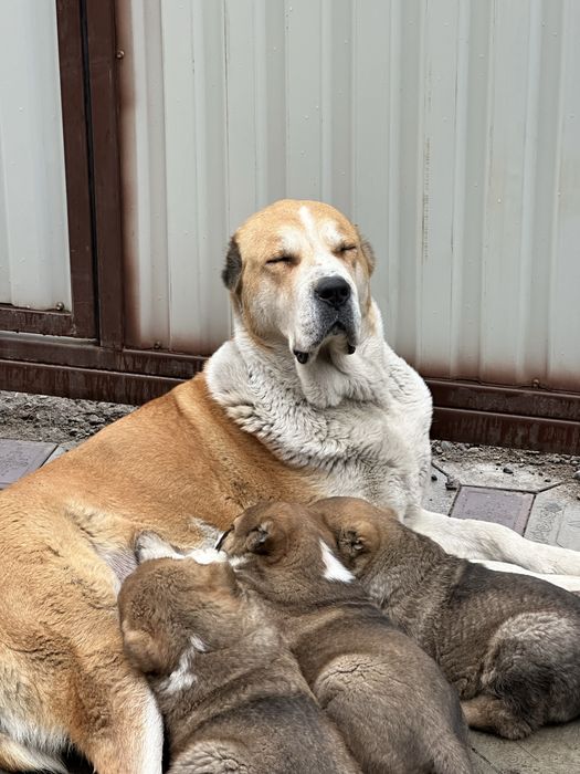 Тобет/алабай/сао