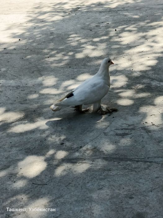 Kaptar sotiladi qizqanlar bormi