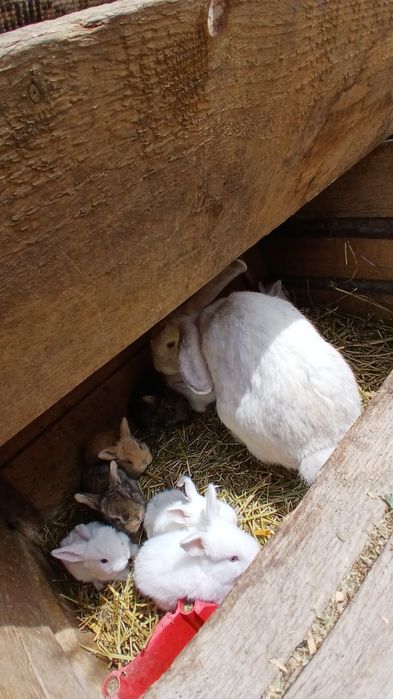 Vând iepurași de 1 lună