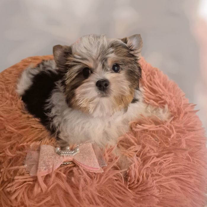 Biewer yorkshire terrier femela!