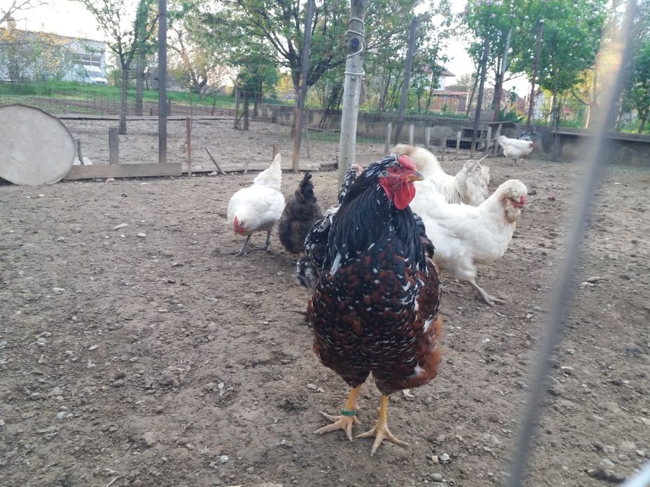 Oua pt incubat si gaini