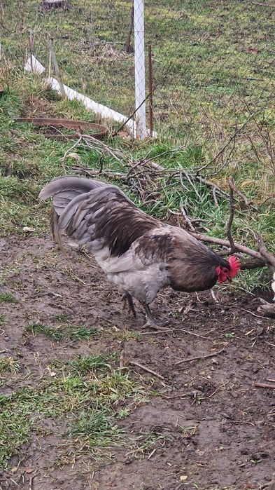 Vand ouă australorp