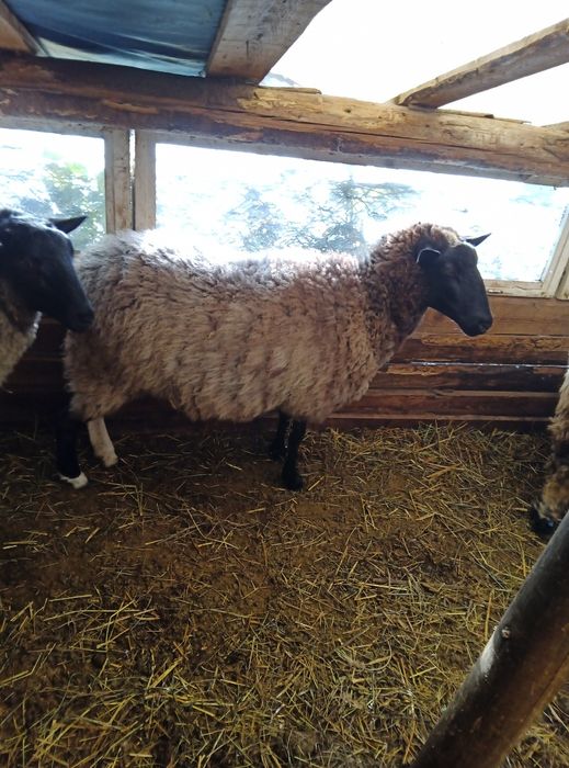 Oi Romanov de vănzare