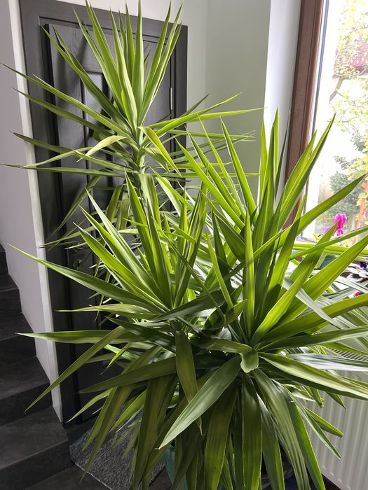 Yuca gigantea 2m