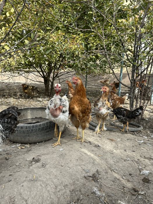 Жас қораздар домашний