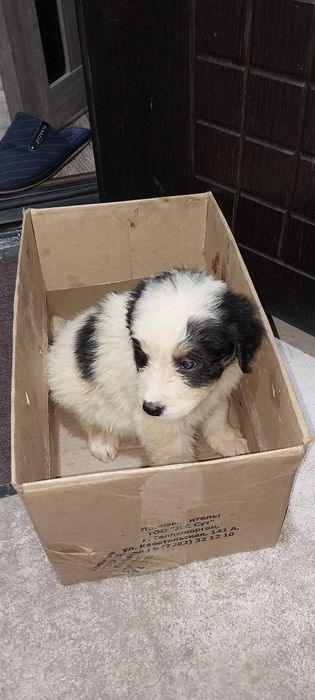 Шенки отдам даром