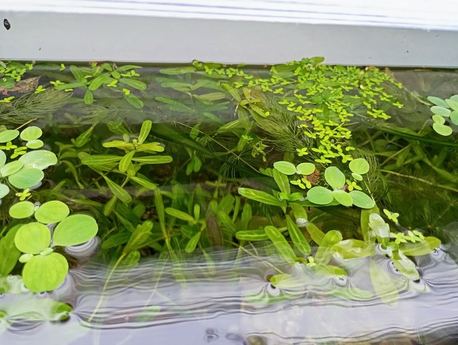 Plante acvariu colorate easy fara co2