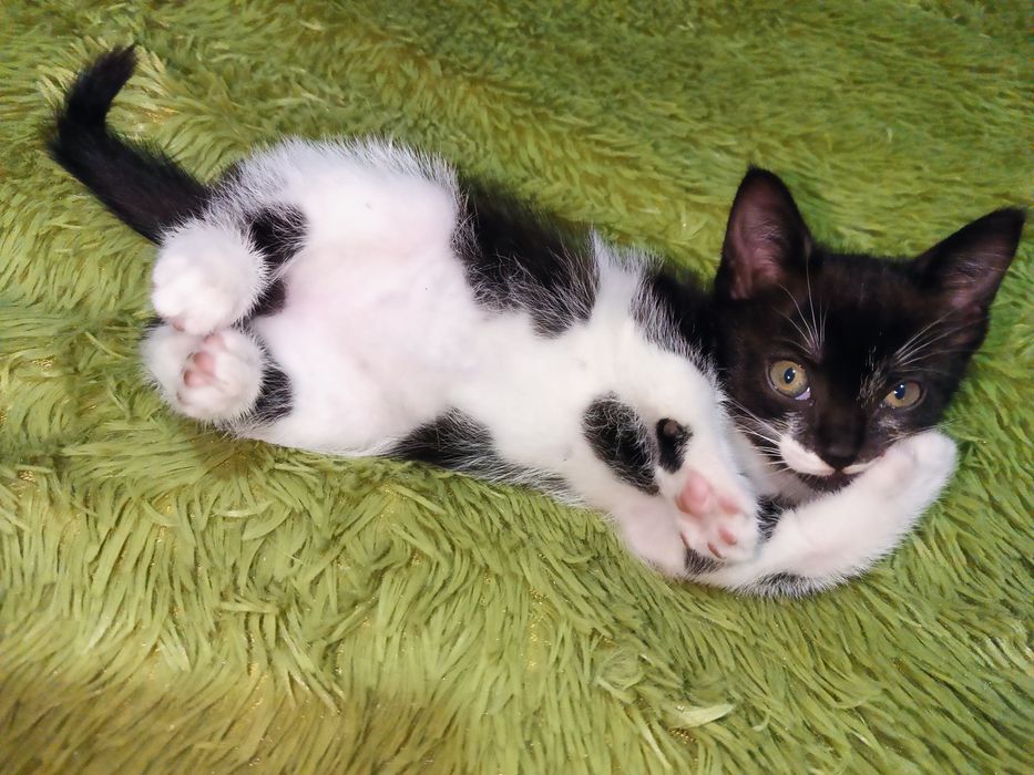 Котенок, 2 месяца, район новой согры
