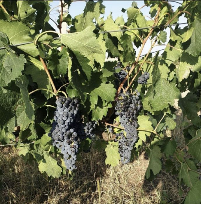 Struguri de vin (Feteasca regala,Tâmaioasa Românească, Merlot, Cabernet