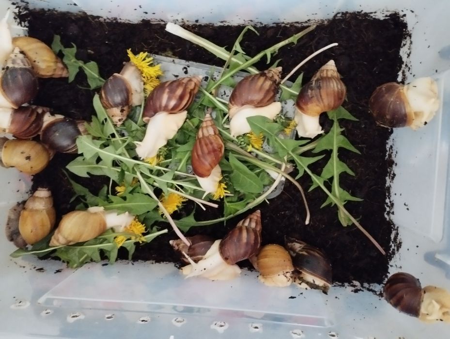 Улитки ахатина домашник