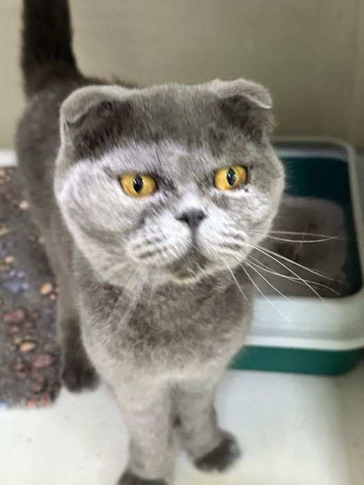 Кошечка Шаня ищет дом