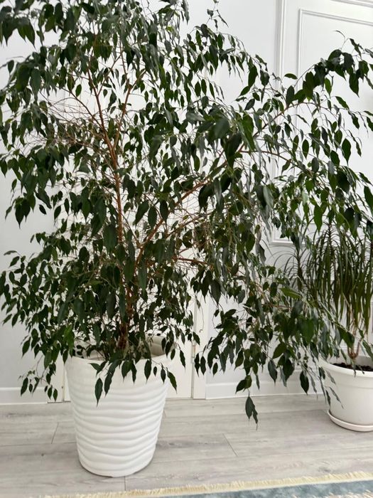 комнатные растения 4шт