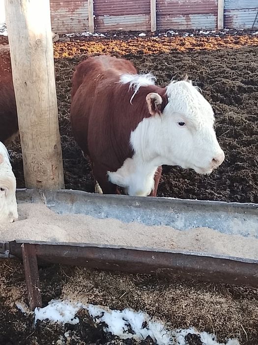 Продаю быков белоголовых на племя