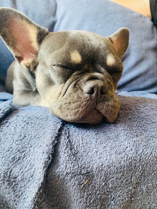 Три малко кученца